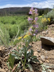 Penstemon cyathophorus