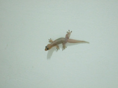 Gehyra mutilata