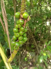 Alpinia kawakamii