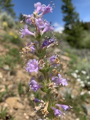Penstemon cyathophorus