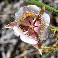 Calochortus coxii