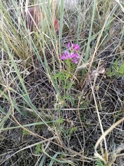 Astragalus versicolor