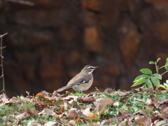 Cercotrichas quadrivirgata