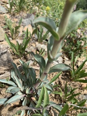 Penstemon cyathophorus