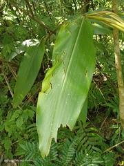 Alpinia kawakamii