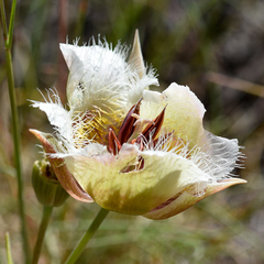 Calochortus coxii