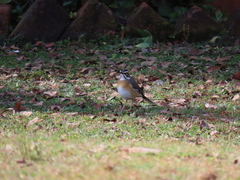 Cercotrichas quadrivirgata