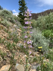 Penstemon cyathophorus