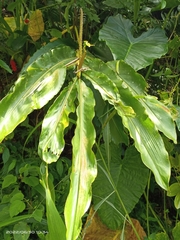 Alpinia kawakamii