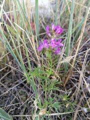 Astragalus versicolor