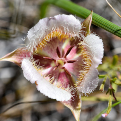 Calochortus coxii