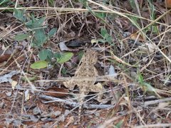 Agama aculeata distanti
