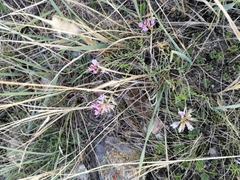 Astragalus versicolor