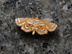 Paracymoriza cataclystalis