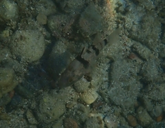 Apogonichthyoides pharaonis