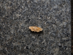 Paracymoriza cataclystalis