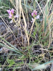 Astragalus versicolor