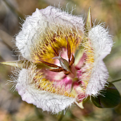 Calochortus coxii