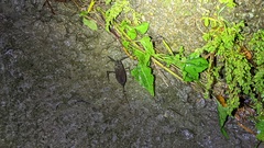Laccotrephes grossus
