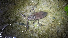 Laccotrephes grossus