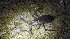 Laccotrephes grossus