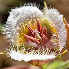 Calochortus coxii