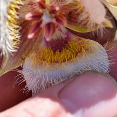 Calochortus coxii