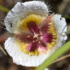 Calochortus coxii