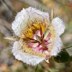 Calochortus coxii