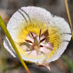Calochortus coxii