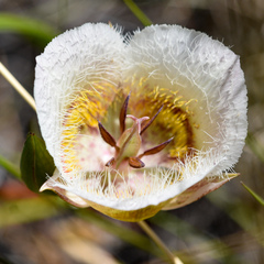 Calochortus coxii