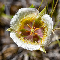 Calochortus coxii
