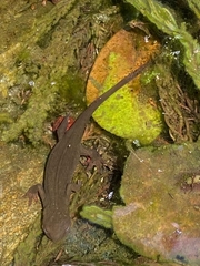 Cynops pyrrhogaster