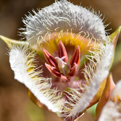 Calochortus coxii