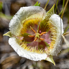 Calochortus coxii
