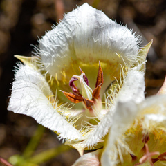 Calochortus coxii