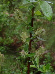 Salix pedicellaris