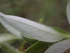 Salix pedicellaris