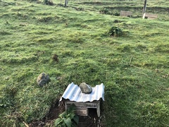 Eudyptula minor albosignata