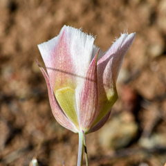 Calochortus coxii