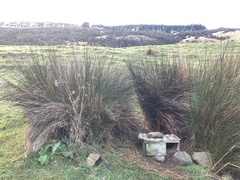 Eudyptula minor albosignata