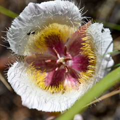 Calochortus coxii