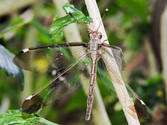 Ascalobyas albistigma