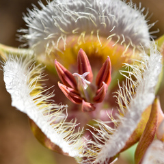 Calochortus coxii