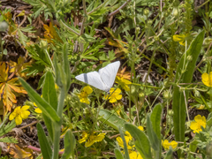 Lithostege farinata