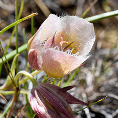 Calochortus coxii