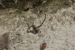 Eusparassus walckenaeri