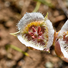 Calochortus coxii