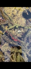 Cynops pyrrhogaster