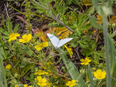 Lithostege farinata